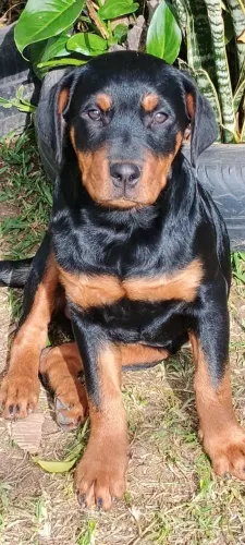 Filhotes de rottweiler fêmea !!!!!