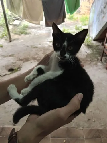 Doação duas gatas fêmeas