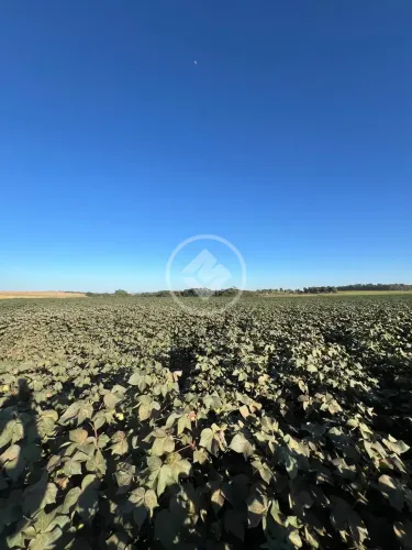 FAZENDA AGRÍCOLA SOJA | MILHO | ALGODÃO MT - JACIARA codigo: 287076