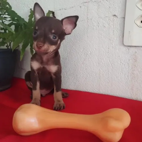 Filhotes de Pinscher nº 1 - 2 machinhos disponíveis