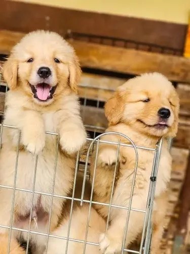 Golden Retriever filhotes fêmeas