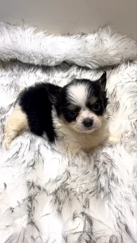 Chihuahua MICRO