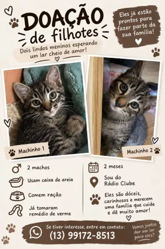 Doação de gatos