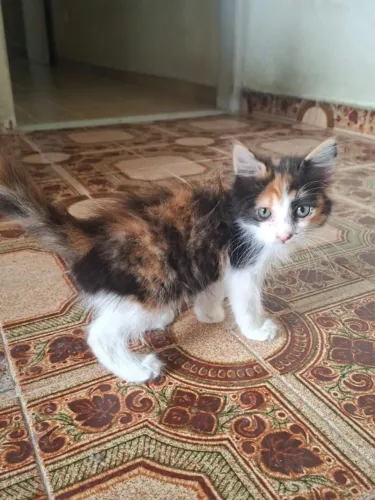 Gatinha para adoção 