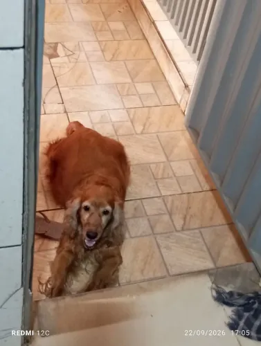 Pet