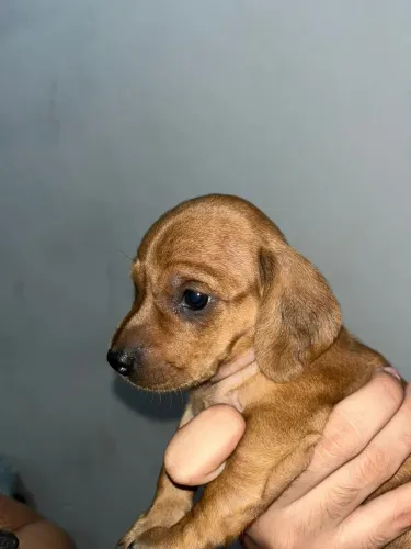 Cachorro salsicha (fêmea) 