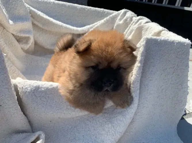 Chow Chow disponível hoje - venha garantir