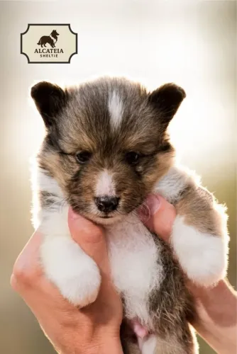 Filhote de Pastor de Shetland (Sheltie)