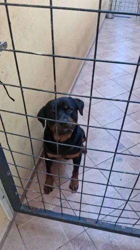 Doa-se rottweiler preferência para sítio