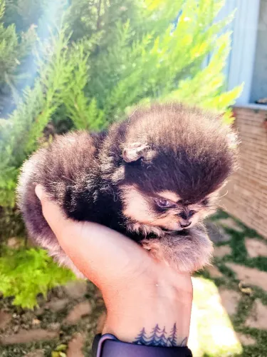 Spitz Alemão ( Lulu da Pomerânia) Anão macho - Pedigree CBKC - 12x sem juros