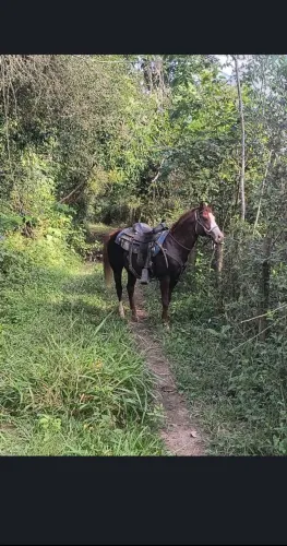 Cavalo Quarto de Milha 