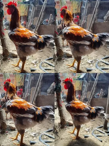 Frango GSB
