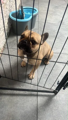 Bulldog francês 