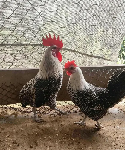 Casal galinha ornamental campine prata