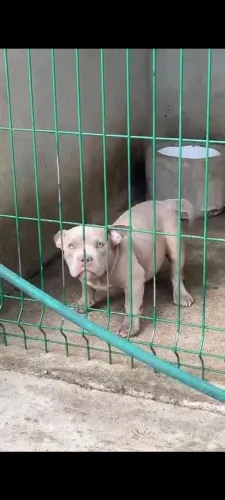 American Bully micro fêmea Lilac