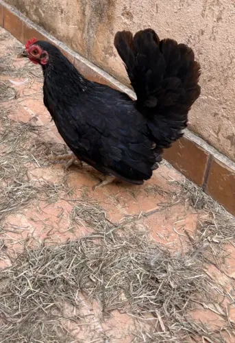 Galinha garnizé 