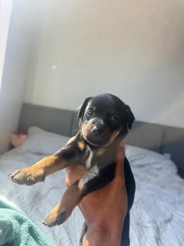 Filhote de Pinscher com salsicha