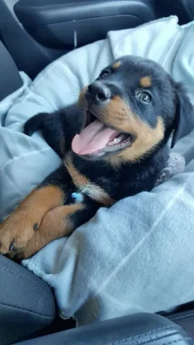 Rottweiler Uma fofura que merece ser descoberta