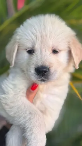 Golden Retriever perfeitos 