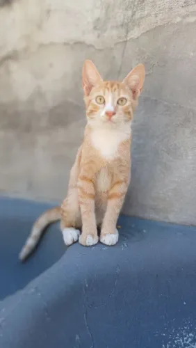 Doação de Gatos filhotes