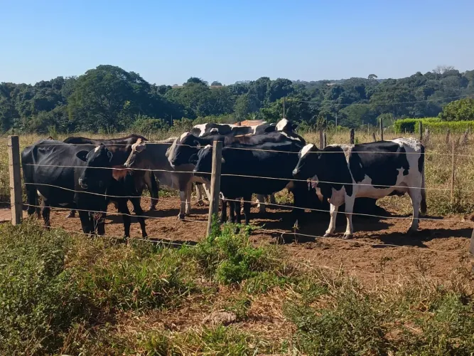 Gado de Leite 