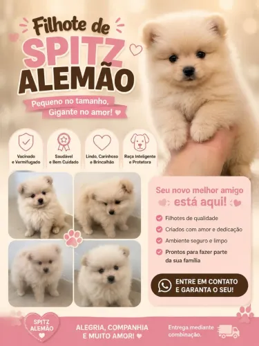Spitz Alemão, Fêmea