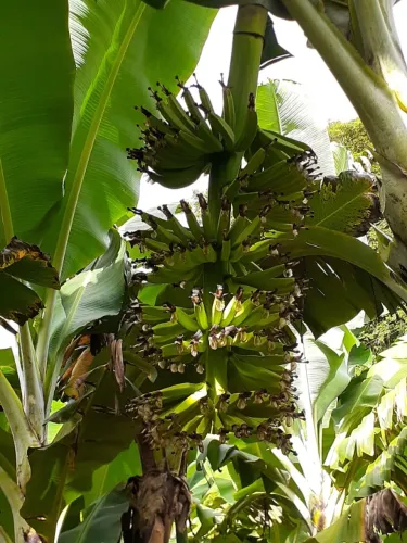 Mudas de bananas nanica e prata 