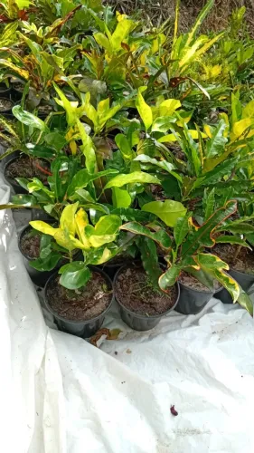 Plantas ornamentais