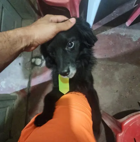 Doação  Cachorro macho 
