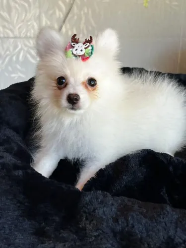 Spitz Alemão Anão