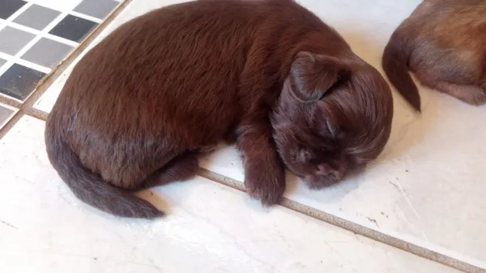 Shih tzu filhote disponível para reserva