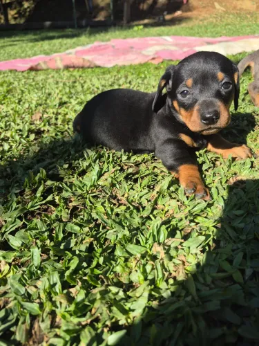 Filhote femea Dachshund Preta e Canela!