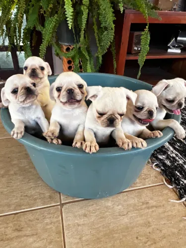 Pug branco