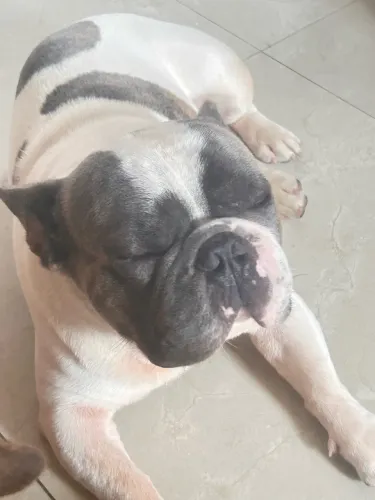 Bulldogue francês para Cruza