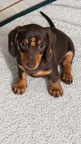 Filhote dachshund fêmea