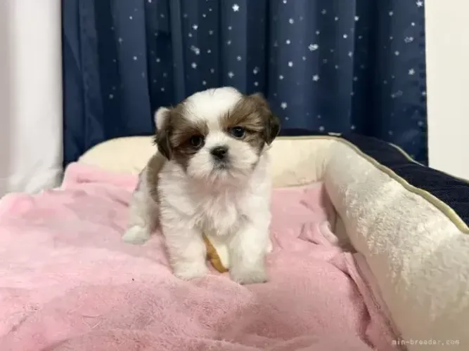 Neném shih tzu/shitzu linhagem selecionada com saúde em contrato