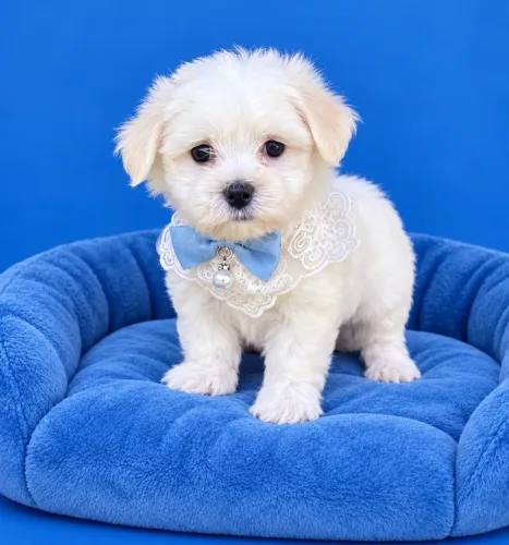 Maltês macho linhagem importada pedigree