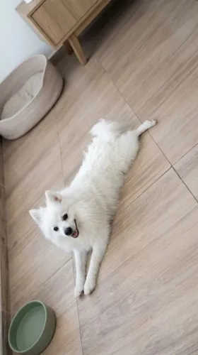 Spitz alemão macho