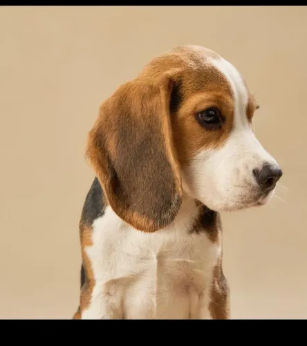 Beagle tricolor disponível 
