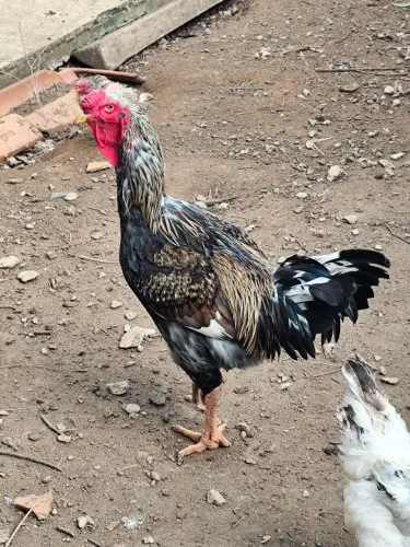 Vendo Frangos Caiano Grande