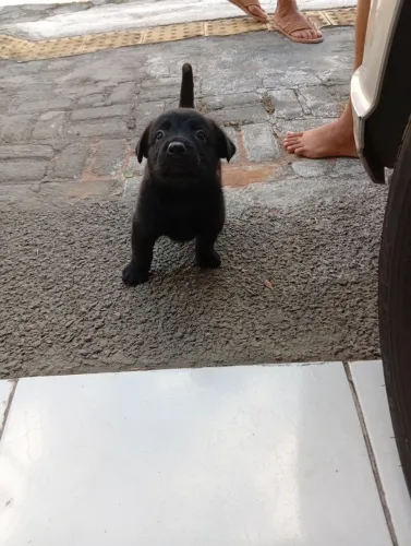 Cachorro macho