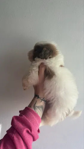 Shihtzu machinho