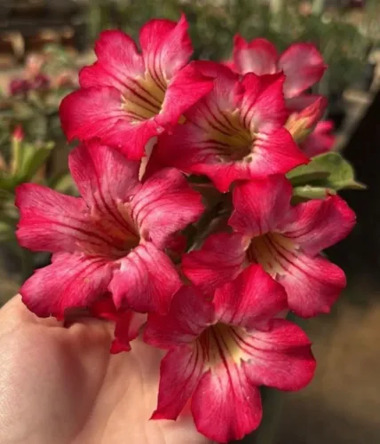 Rosa do deserto buque rosa
