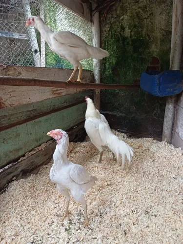 Galinhas 