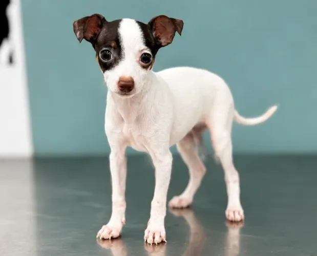 Pinscher Miniatura Macho