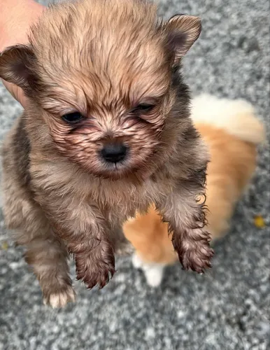 Cachorro