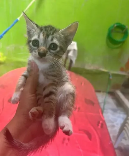 Doação de gatinho com dois meses