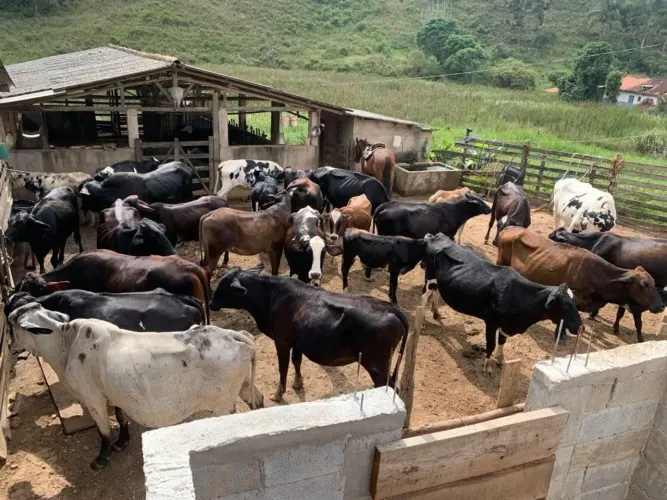 Vacas