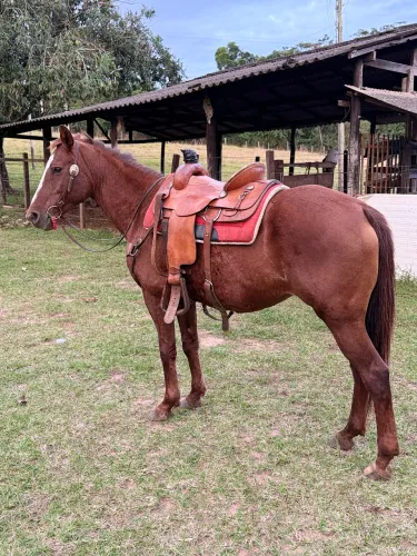 Vende - se Égua
