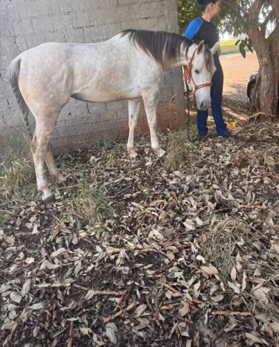 Vende-se égua quarto de milha